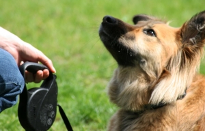 Essential Dog Training Techniques to Skill Your Dog Essential Dog Training Techniques to Skill Your Dog