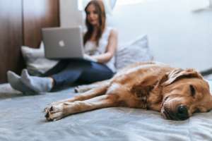 Dog Health Dog Health